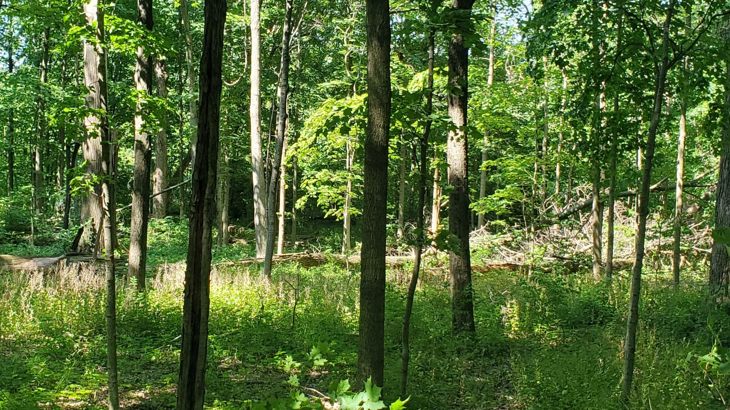 Warrenville Grove Forest Preserve 